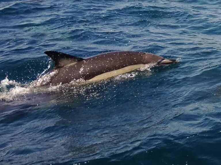 Dolphin Watching From Lagos.